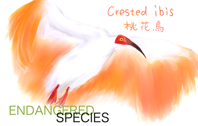 学名「Nipponia nippon」。『日本書紀』『万葉集』では漢字で「桃花鳥」と記されている。全長約80cm。翼開長時は約130cm。春から夏にかけての翼の下面は朱色がかった濃いピンク色をしており、日本ではこれを「とき色」（朱鷺色）という。 1934年12月28日に天然記念物、1952年3月29日に特別天然記念物に指定された。 肉や羽毛を取る目的での乱獲や農薬による獲物の減少などが要因で生息数が減少し、 日本では野生のトキは絶滅したとされる。