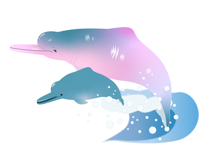 アマゾンカワイルカ / Amazon river dolphin