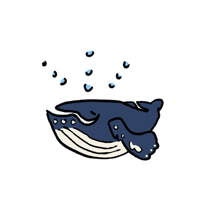 ザトウクジラ / Humpback Whale Megaptera(大きな翼)という意味の通り、とても大きな胸ビレを持っています。 体長:約13-15メートル(哺乳類では珍しく、オスよりもメスの方が大きい) 体重:約30〜50トン 寿命:約50-65年ほど(最長で77年生きたクジラも!) 数十頭〜多いときは数百頭もの群れで行動します。 大きな口いっぱいに水を飲み込み、上アゴの内側にあるヒゲで小魚などをろ過して食べています。 なんと食べる量は1日1トン超え!