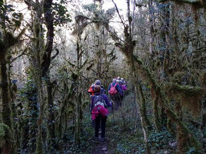 Rando découverte de Randos Canetoise du 30 janvier 2018 de Corsavy vers la forêt de lichens