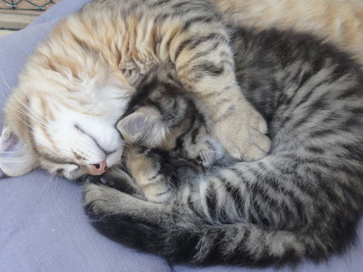 Chatterie de Cotentinouchka