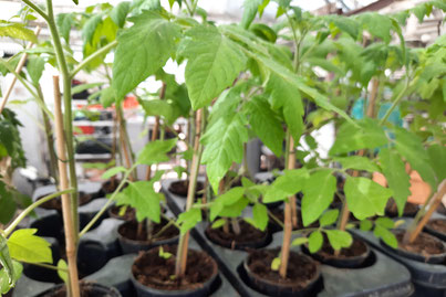 Tomatenpflanzen Sorte Harzfeuer der Gärtnerei Howitz