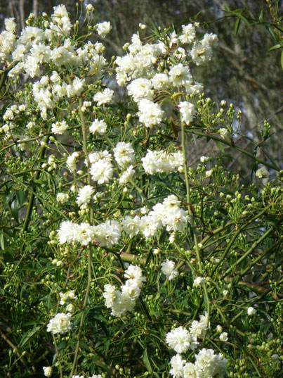 Cream climbing banksia rose.