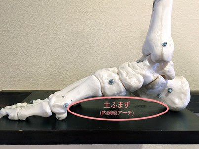 土ふまずと呼ばれている部分に骨はありません