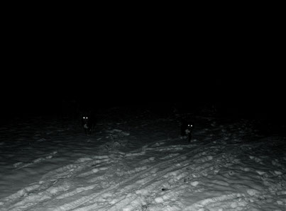 Michael Koch: nightdogs, 2013, C-Print, Diasec, from: post mortem