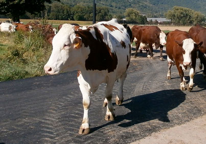 Vache primée de la ferme de échelles à crolles