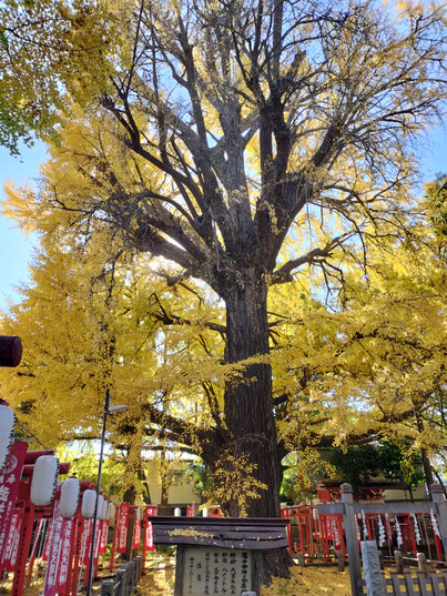 600 year old tree in Zoshigaya