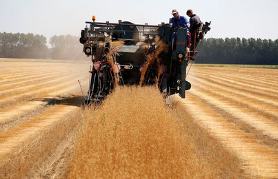 Na de oogst blijft vlas enige weken liggen om te drogen