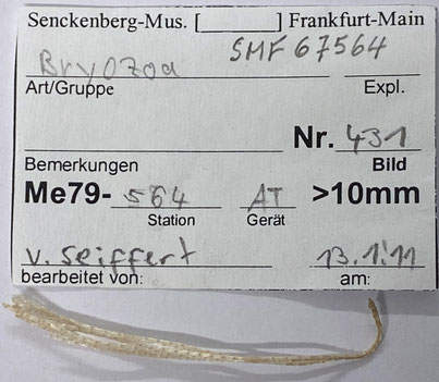 Senckenberg, Bryozoa, Bryozoen, Moostierchen, Sammlung Voigt