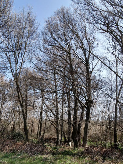 ALISO DEL ARROYO DE AVELLANEDA II. SAN MARTÍN DE VALDEIGLESIAS. MADRID.