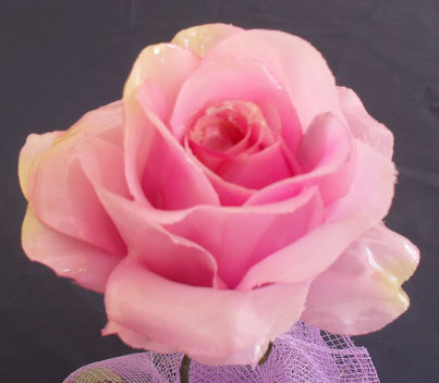 Rosa € 15.00