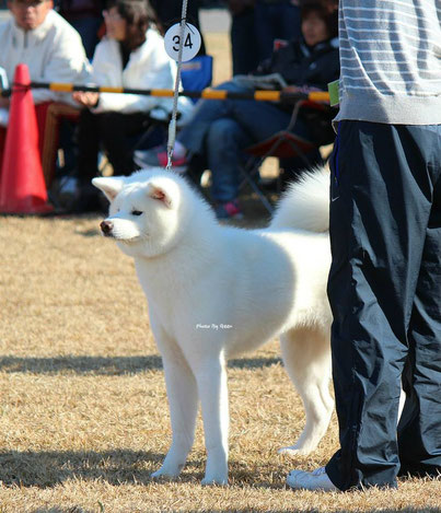 玄乃嵐　×　こまち　　　加賀西村荘　　　owner　西村　陽治　　　handler　西村　透