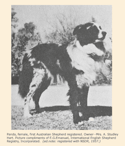 Panda, female, first Australian Shepherd registered. Owner: Mrs. A. Studley Hart. Picture compliments of E.G. Emanuel, International English Shepherd Registry, Incorporated. (e. not: registered with NSDR, 1957)