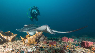 Southern stingray and diver, Tofo