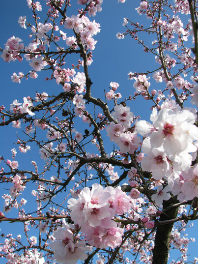 Mandelblüte Pfalz Bad Dürkheim