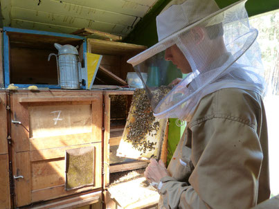 Der leckere Frühtrachthonig wird hier direkt aus den Waben entnommen. Der Imker trägt dazu einen Schutzanzug, auch Bienenanzug genannt. Die Bienen werden von den Waben abgefegt, später werden die Waben geschleudert.