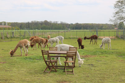 Picknick bei den Alpakas auf der Weide