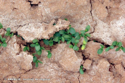 Activite 3 Les Sols Une Ressource Fragile Site Des Sciences Au Lycee Chrestien De Troyes