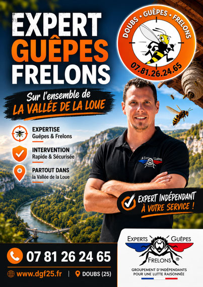 Nid de guêpes frelons  Ornans Vallée de la loue