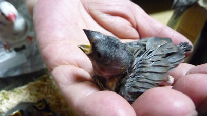 手乗りブラックシルバー文鳥のヒナが仲間入りしました