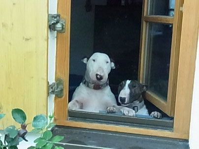 Emma und Mini - Daisy " Hallo "