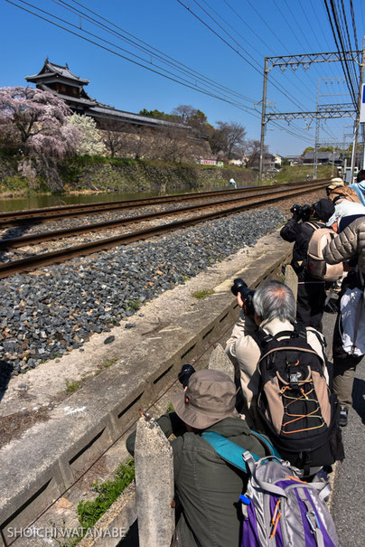 そう、お目当てはこれ。この枝垂れだけほかのものよりダントツで早いのです