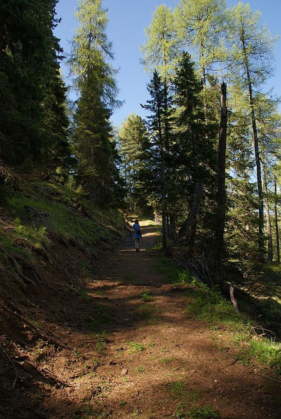 Aufstieg am Knappenweg im Wald
