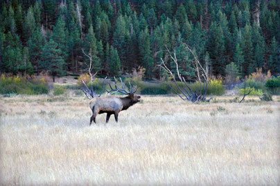 Wapiti Hirsche Brunftzeit Rocky Mountains Nationalpark