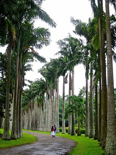 Kandy Botanic Garden Peradeniya