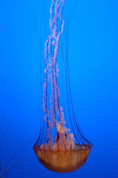 Visit Monterey Bay Aquarium