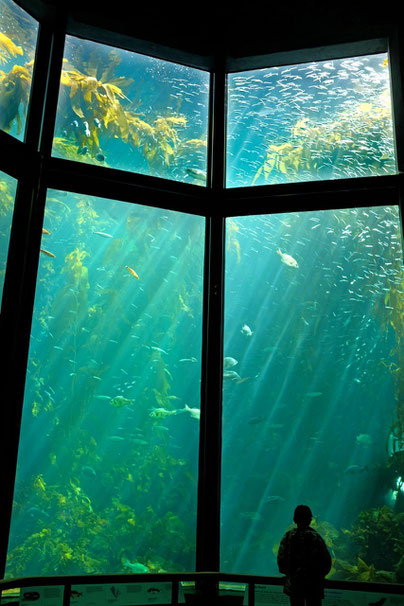 visit Monterey Bay Aquarium