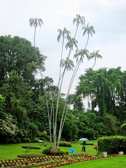 Kandy Botanic Garden Peradeniya