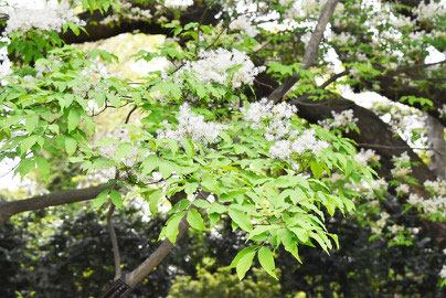 Japanese ash,picture,round leaf