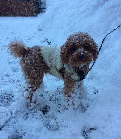 友達の犬、チョコです。人間は雪かきでへとへとですが…わんこは雪が大好きです！