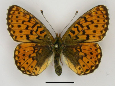 Silberfleck-Perlmutterfalter Boloria euphrosyne in Sachsen Tagfalter Pollrich