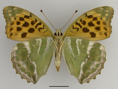 Kaisermantel Argynnis paphia in Sachsen Tagfalter Pollrich