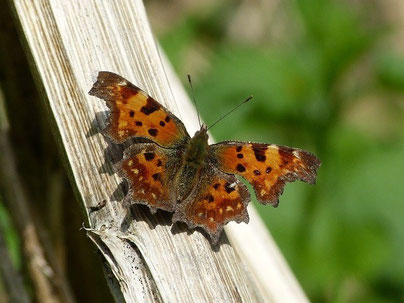 C-Falter Polygonia c-album in Sachsen Tagfalter Pollrich