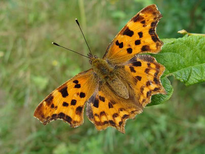 C-Falter Polygonia c-album in Sachsen Tagfalter Pollrich