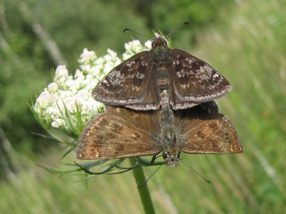 Erynnis tages bei der Paarung. - Frankenberg, Bundeswehrgebiet Altenhain 08.07.2011 - F. Herrmann