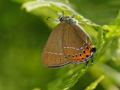 Pflaumen-Zipfelfalter Satyrium pruni in Sachsen Tagfalter Pollrich