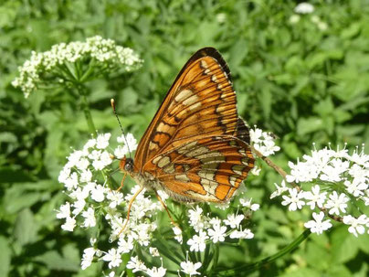 Eschen-Scheckenfalter Euphydryas maturna in Sachsen Tagfalter Pollrich