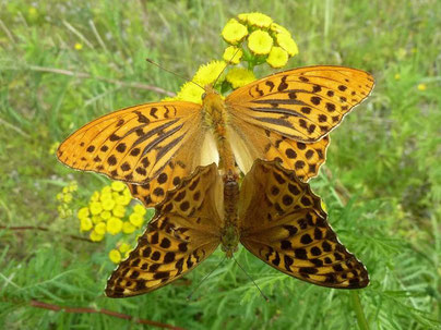 Kaisermantel Argynnis paphia in Sachsen Tagfalter Pollrich