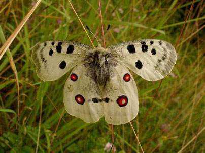 Parnassius apollo. - Mörnsheim, Altmühltal (Bayern) 03.07.2009 - D. Wagler