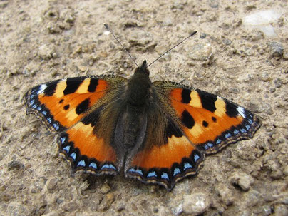 Kleiner Fuchs Aglais urticae in Sachsen Tagfalter Pollrich