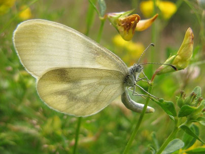 Leptidae ssp. bei der Eiablage - Frankenberg, Bundeswehrgebiet zwischen Altenhain und Mühlbach 01.07.2012 - F. Herrmann