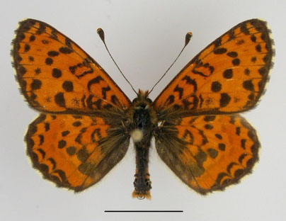 Roter Scheckenfalter Melitaea didyma in Sachsen Tagfalter Pollrich