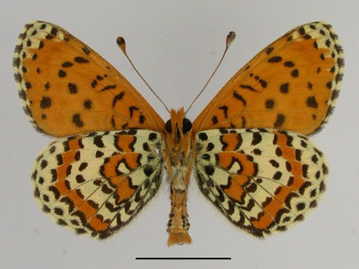 Roter Scheckenfalter Melitaea didyma in Sachsen Tagfalter Pollrich