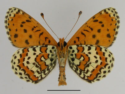 Roter Scheckenfalter Melitaea didyma in Sachsen Tagfalter Pollrich