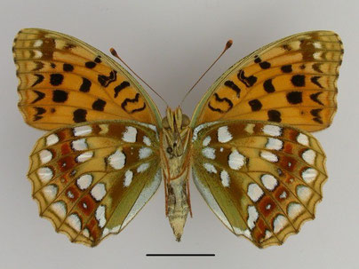 Feuriger Perlmutterfalter Argynnis adippe in Sachsen Tagfalter Pollrich