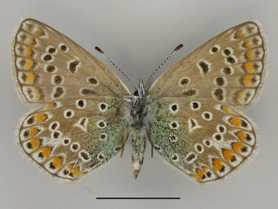 Hauhechel-Bläuling Polyommatus icarus in Sachsen Tagfalter Pollrich